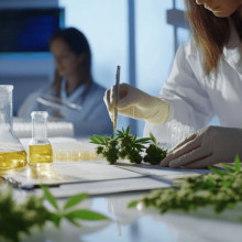 Конопля: Корисні властивості, про які ви не знали